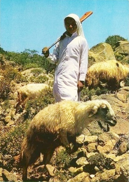 الفتى وبندقيّته